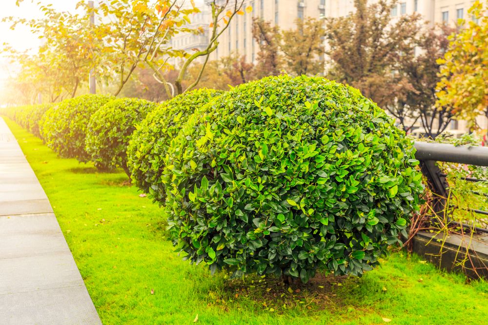 Landscaping Services